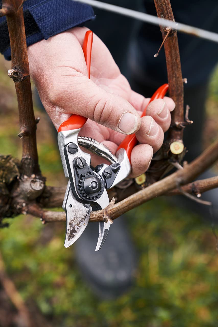 FELCO F 14 pruning shears in use on garden plants