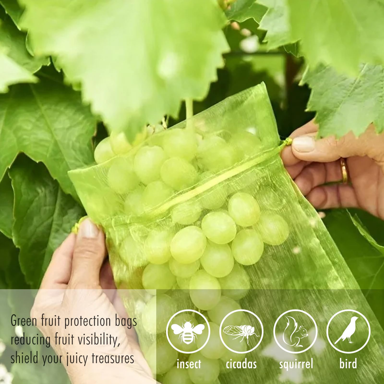 Fetanten Fruit Protection Bags showing contents with fruits