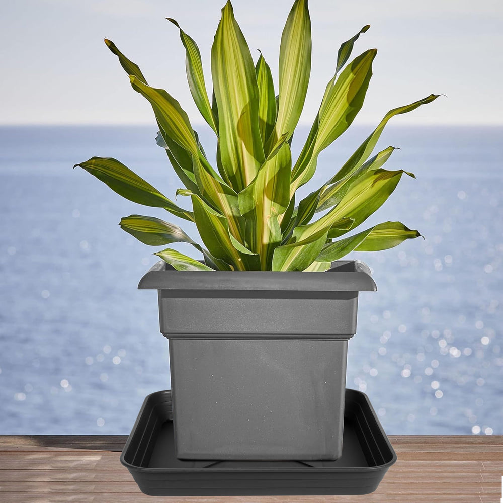 Feyvdzv 16-inch square plant saucer tray, black, with seedlings