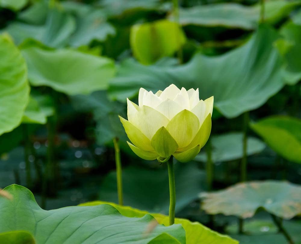 Ficoszo Bowl Lotus Seeds displayed with water for planting