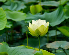 Ficoszo Bowl Lotus Seeds displayed with water for planting