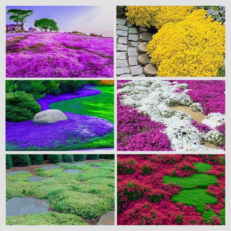 Ficoszo Creeping Thyme Seeds package front view with colourful seed varieties