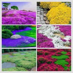 Ficoszo Creeping Thyme Seeds package front view with colourful seed varieties