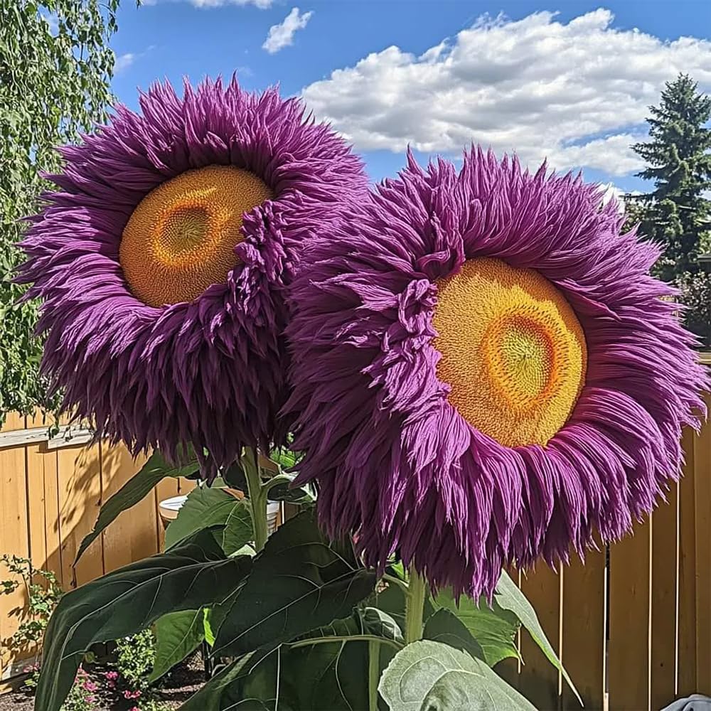 Ficoszo Teddy Bear Sunflower Seeds pack with dimensions