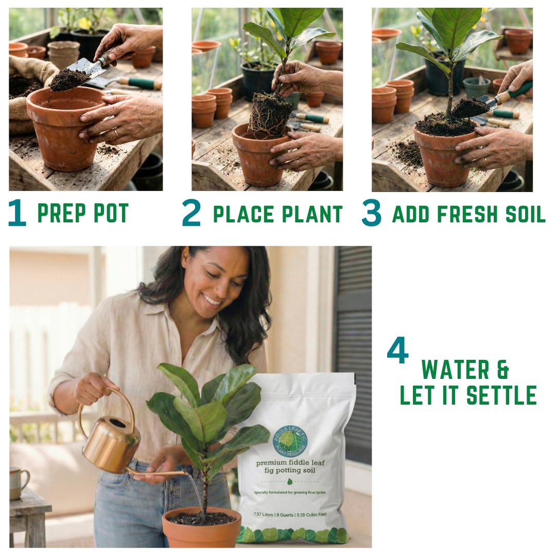 Fiddle Leaf Fig Soil being poured into a pot