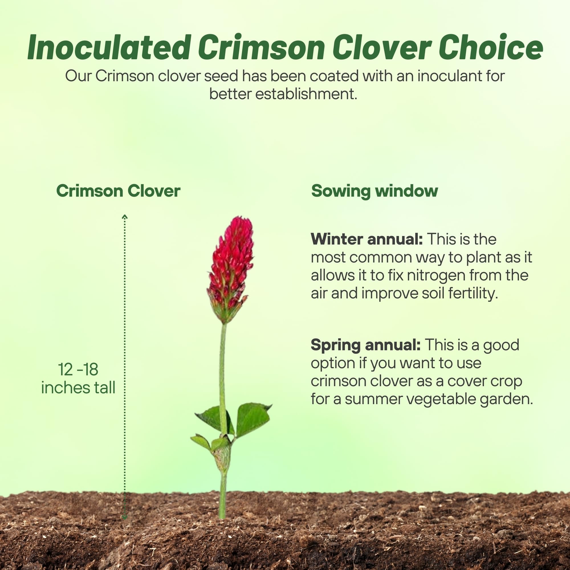 Field of crimson clover providing forage for wildlife