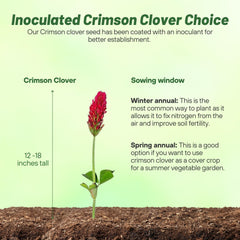 Field of crimson clover providing forage for wildlife