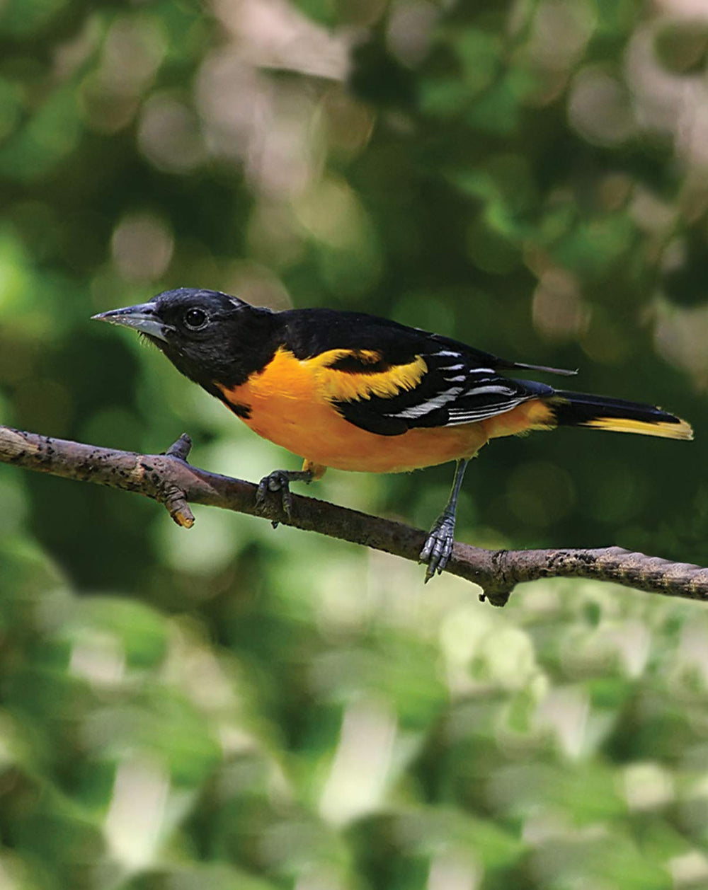 FIRST NATURE Oriole Feeder wide-mouth reservoir and s-hook