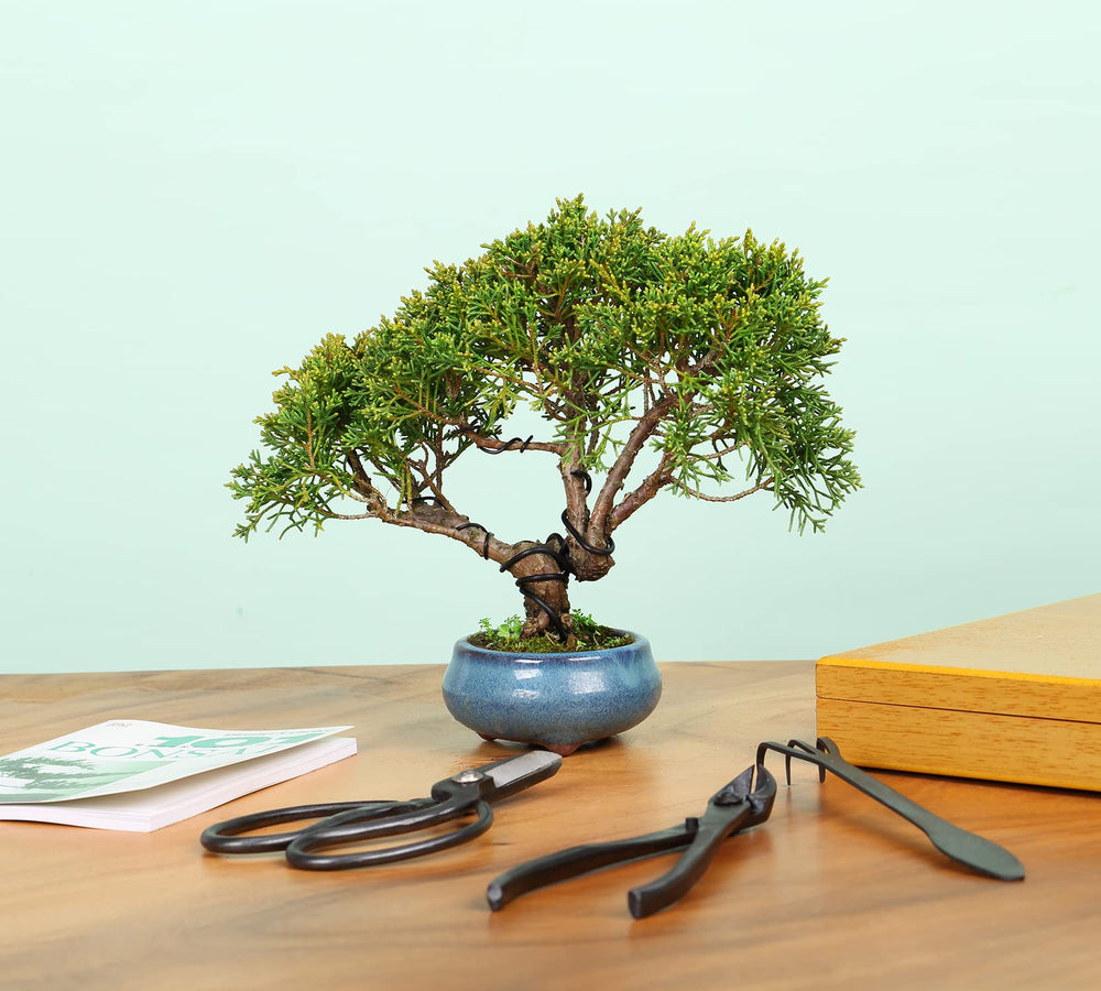 Five training wire rolls in SOLIGT Bonsai Tool Set
