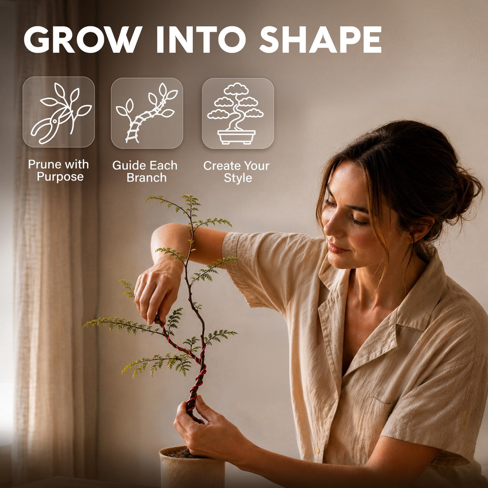 Five unique bonsai seeds in AVERGO kit