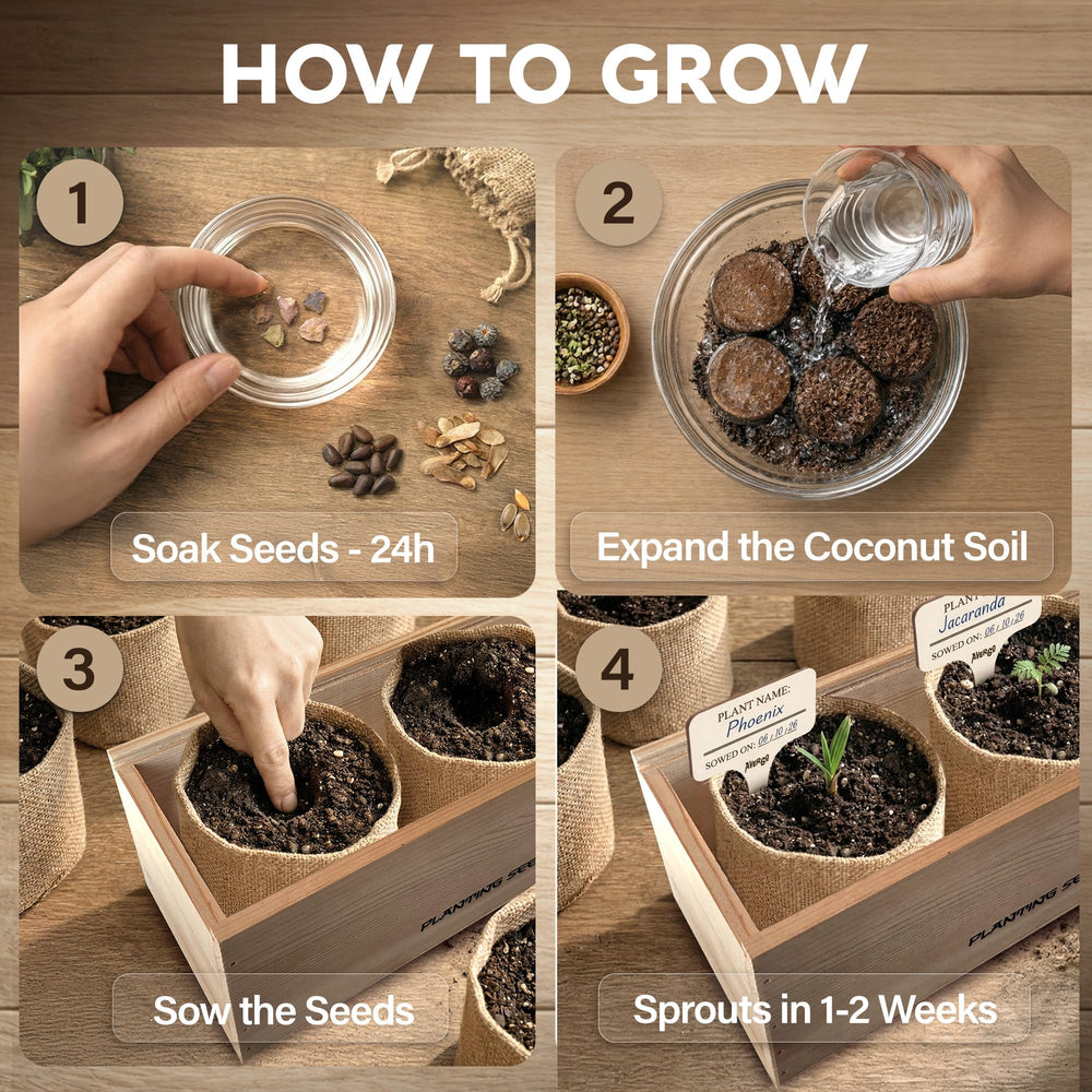 Five unique bonsai tree seeds included in AVERGO kit