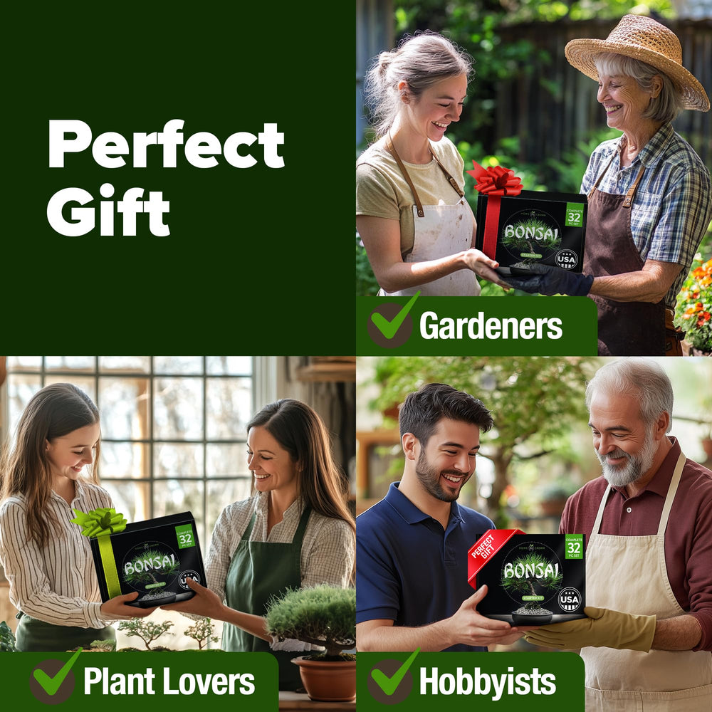 Flame Tree bonsai seeds showcased in the starter kit