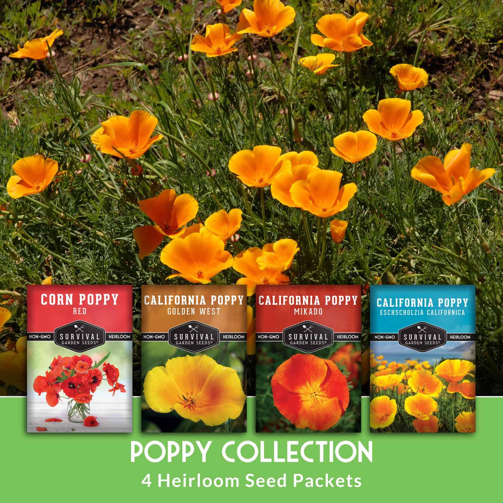 Flanders poppy seeds with bright red petals illustration