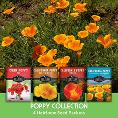 Flanders poppy seeds with bright red petals illustration