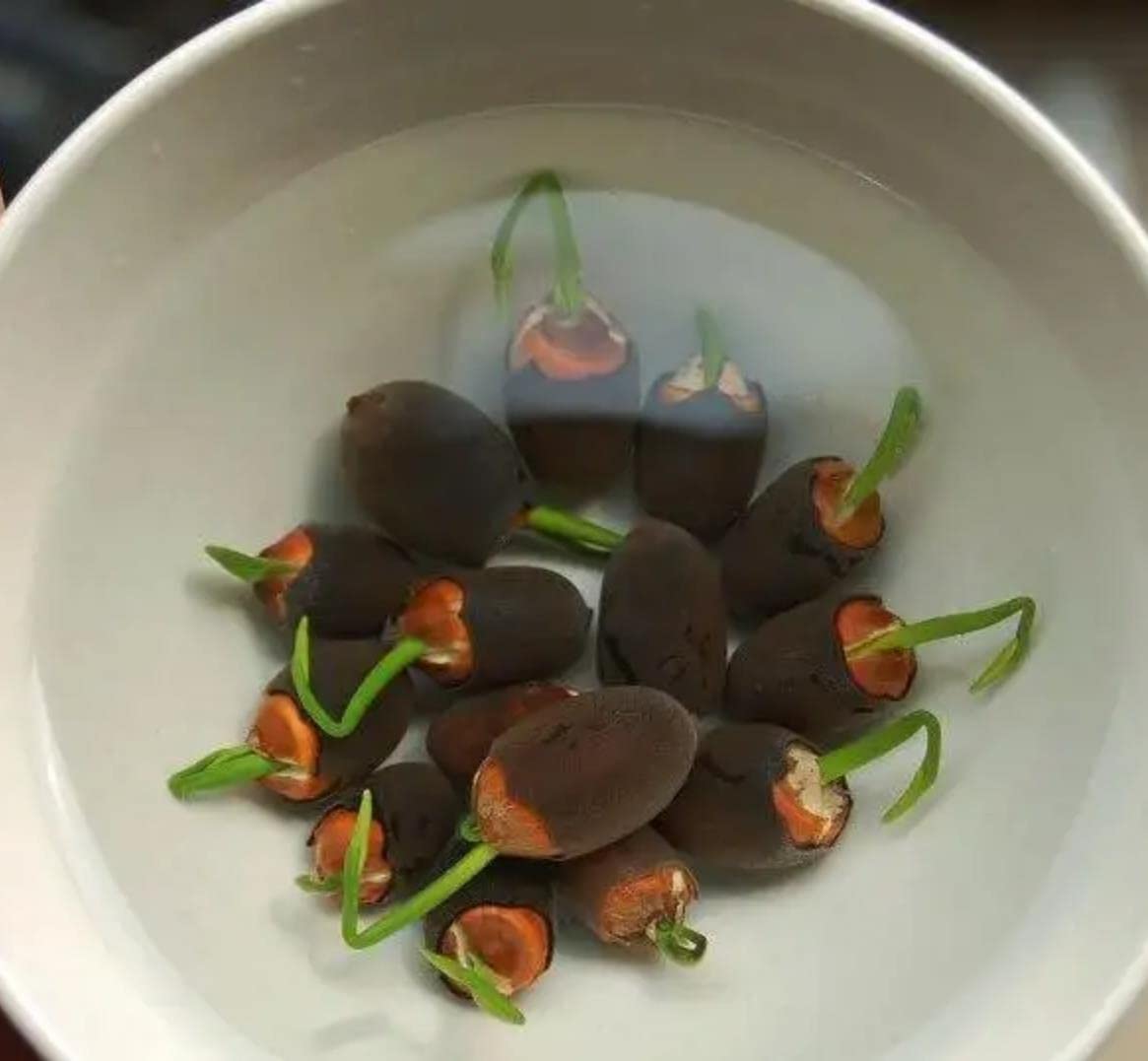 Flat lay of ZEshops Bowl Lotus Seeds on a wooden surface