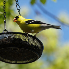 FLINTER bird feeder filled with seeds