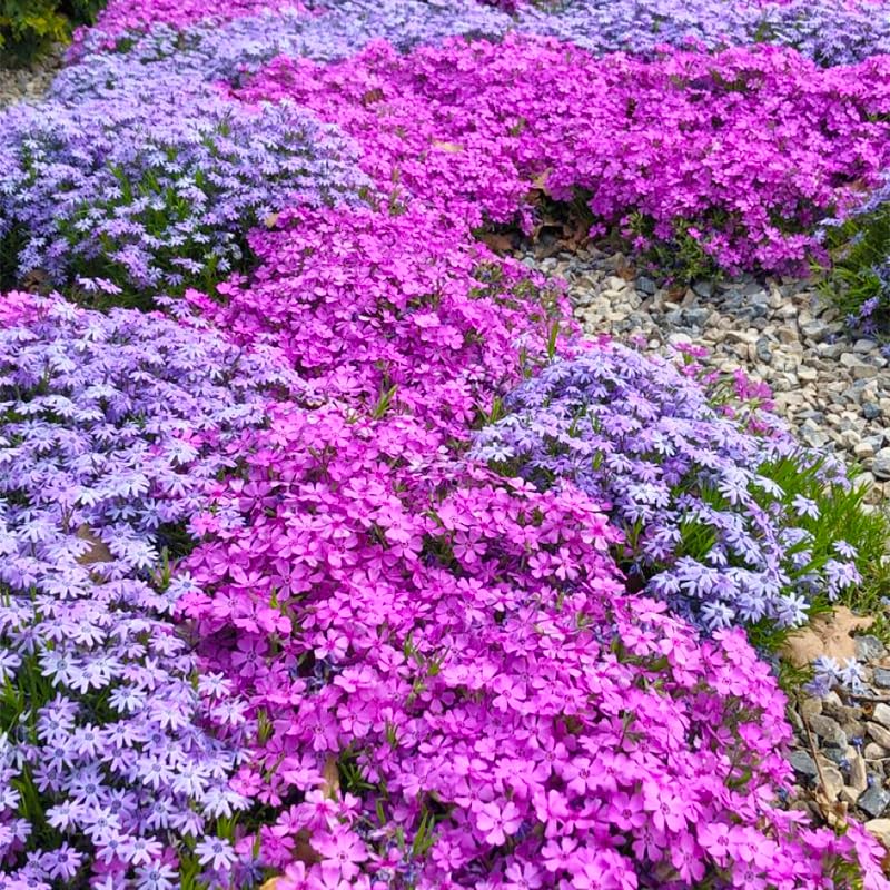 Flower bed with vibrant Creeping Phlox in full bloom