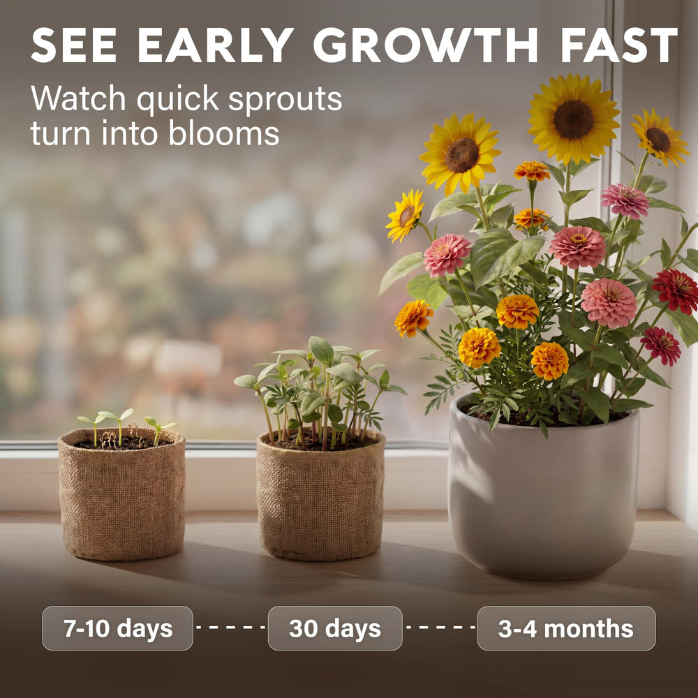 Flower seeds growing kit in an indoor gardening setup