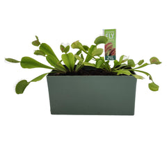 Fly Trap Garden Tag included in the kit