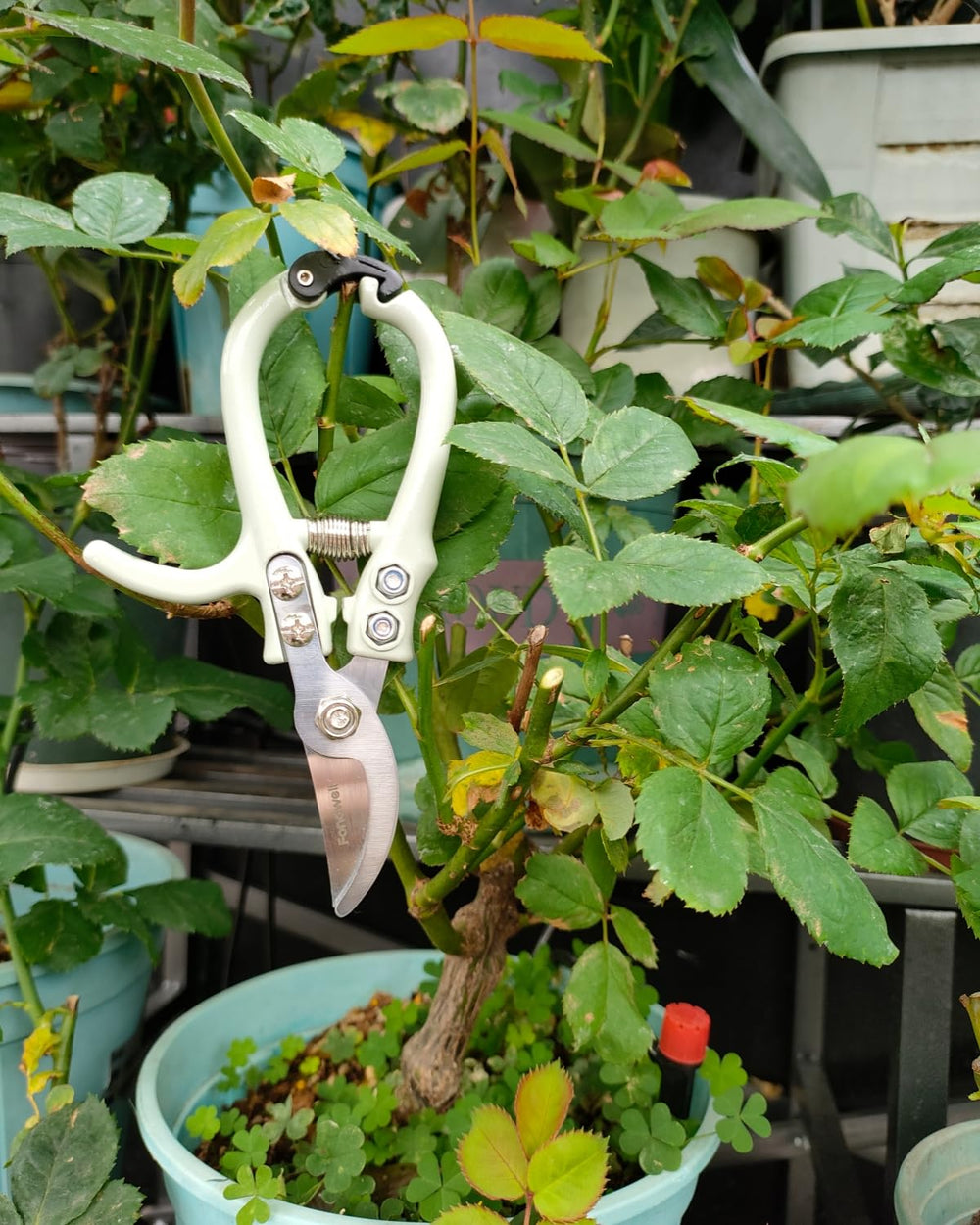 Fondwell garden shears next to small plants and herbs