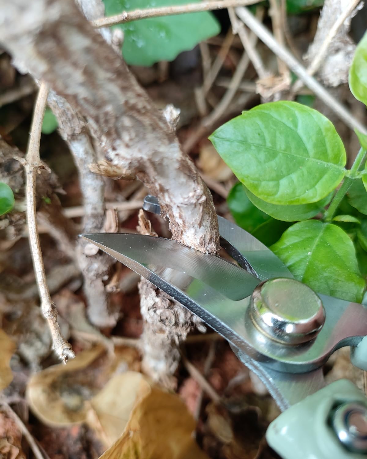 Fondwell pruners secured with push-to-lock feature