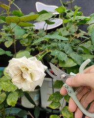 Fondwell pruners with ergonomic grip in use