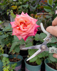 Fondwell pruning shears shown in a gardening scenario
