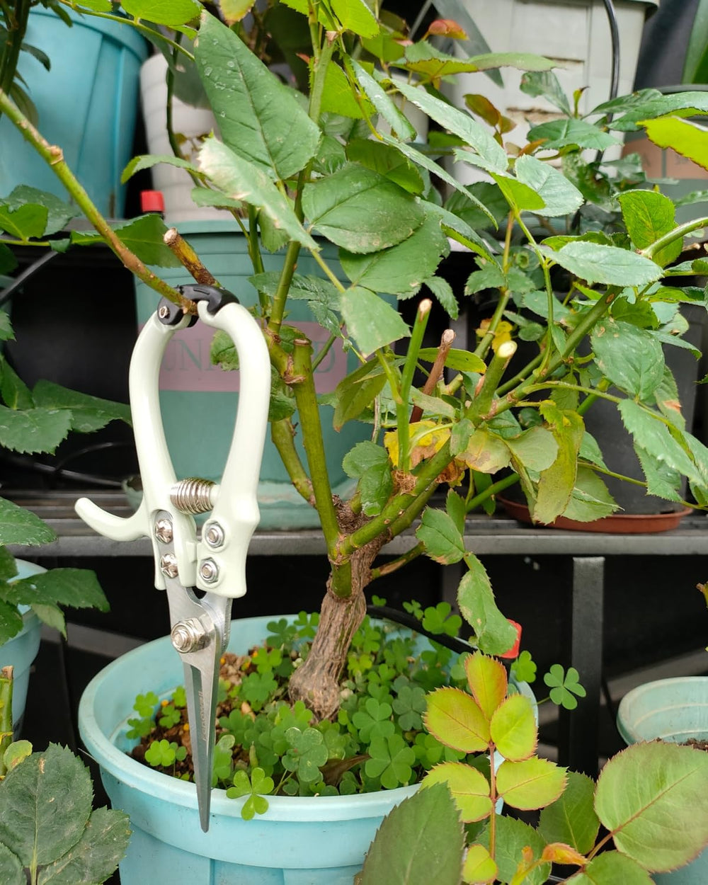 Fondwell shears cutting small herbs in a garden