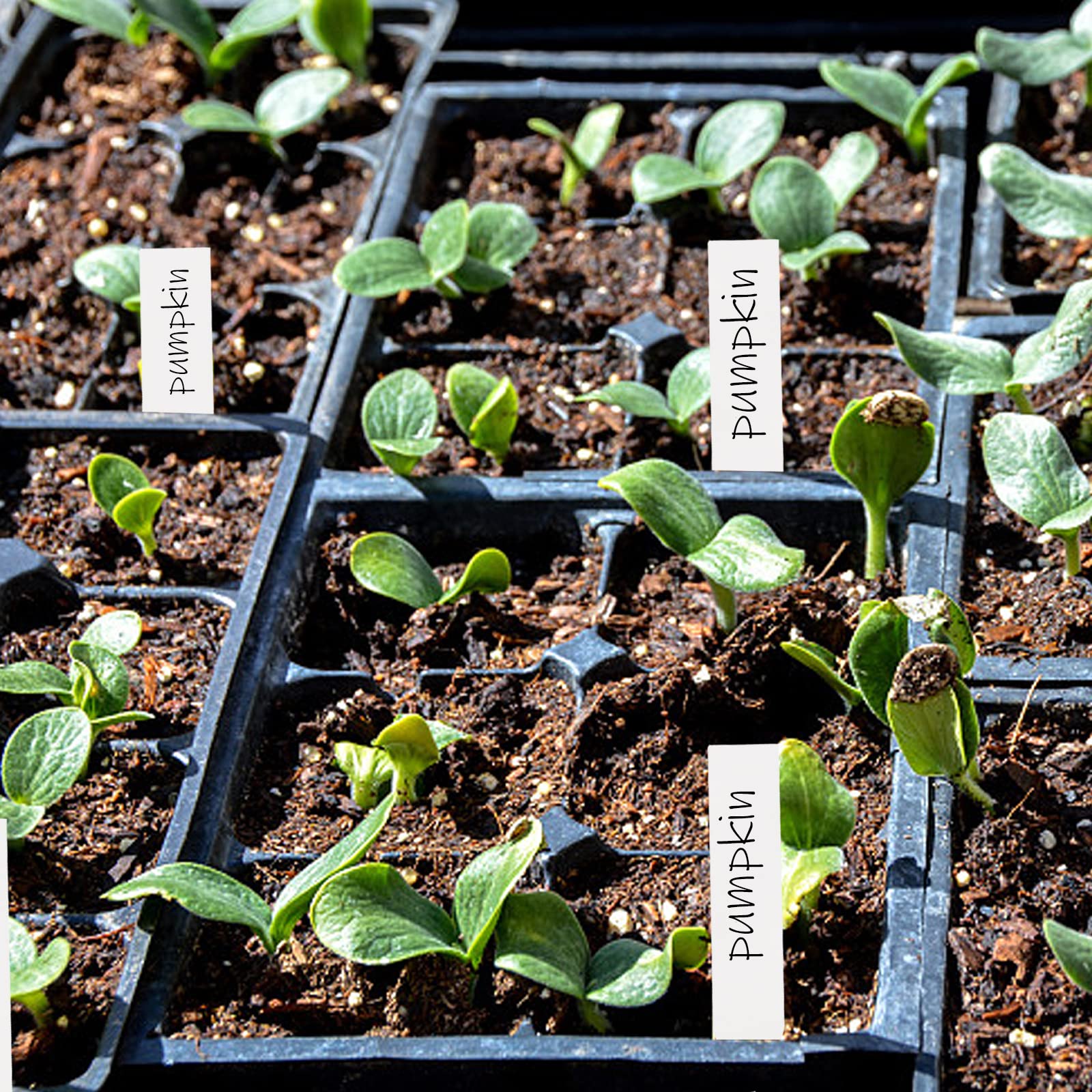Foraineam durable plastic plant labels in soil