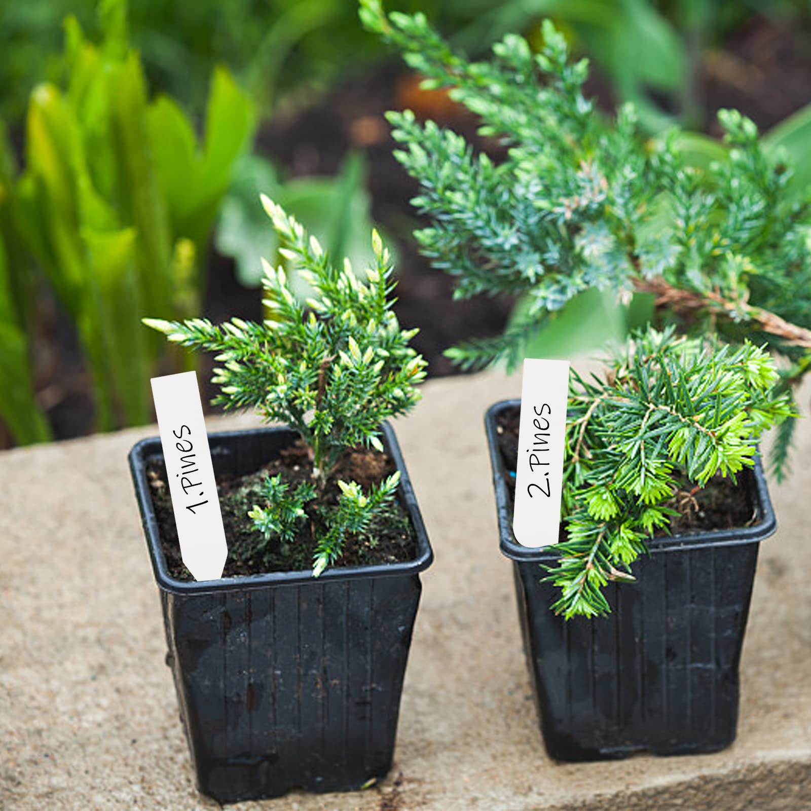 Foraineam plant labels package contents