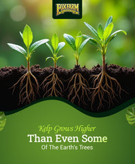 FoxFarm Bush Doctor Kelp Me Kelp You application in a hydroponic setup