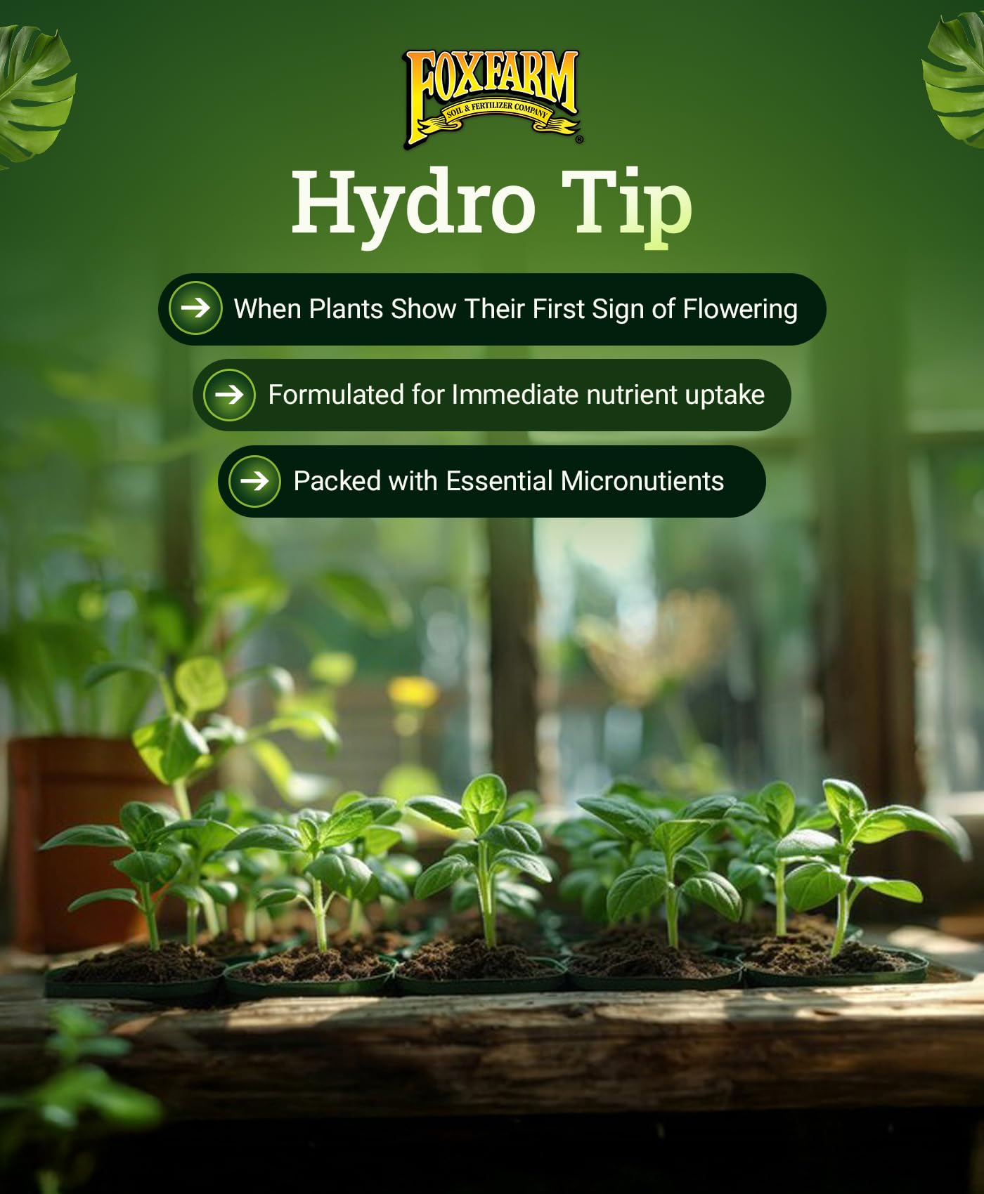 FoxFarm Grow Big Hydroponic Plant Food packaging and contents
