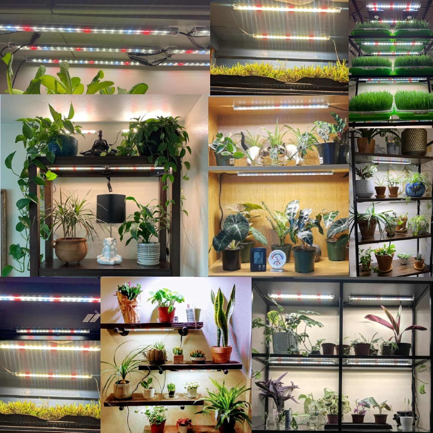 FREGENBO LED Grow Light Strips in use for indoor plants