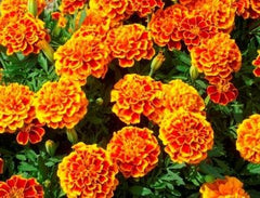 French Marigold Sparky Mix seeds on a gardening table