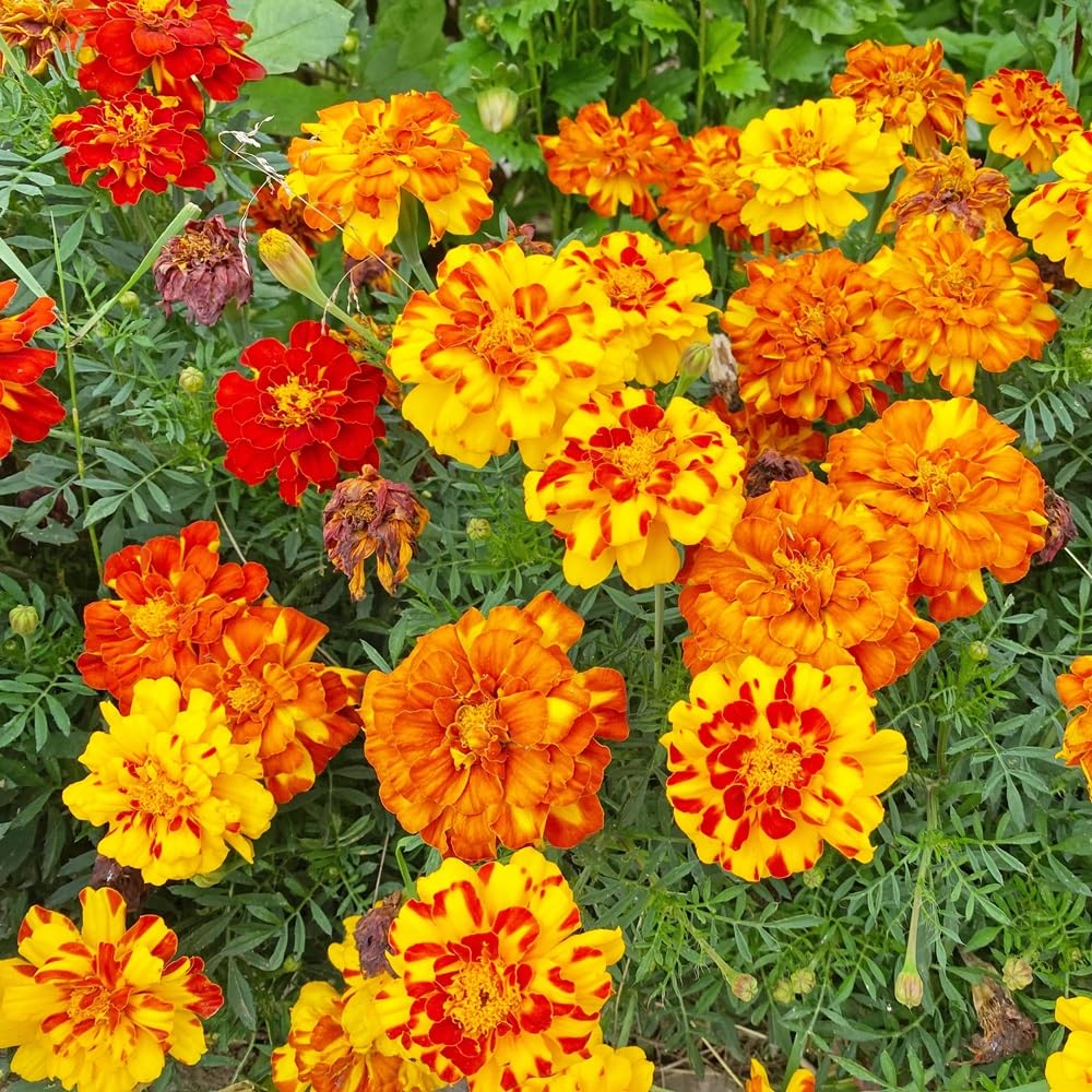 French Marigold Sparky Mix seeds package front view