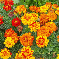 French Marigold Sparky Mix seeds package front view
