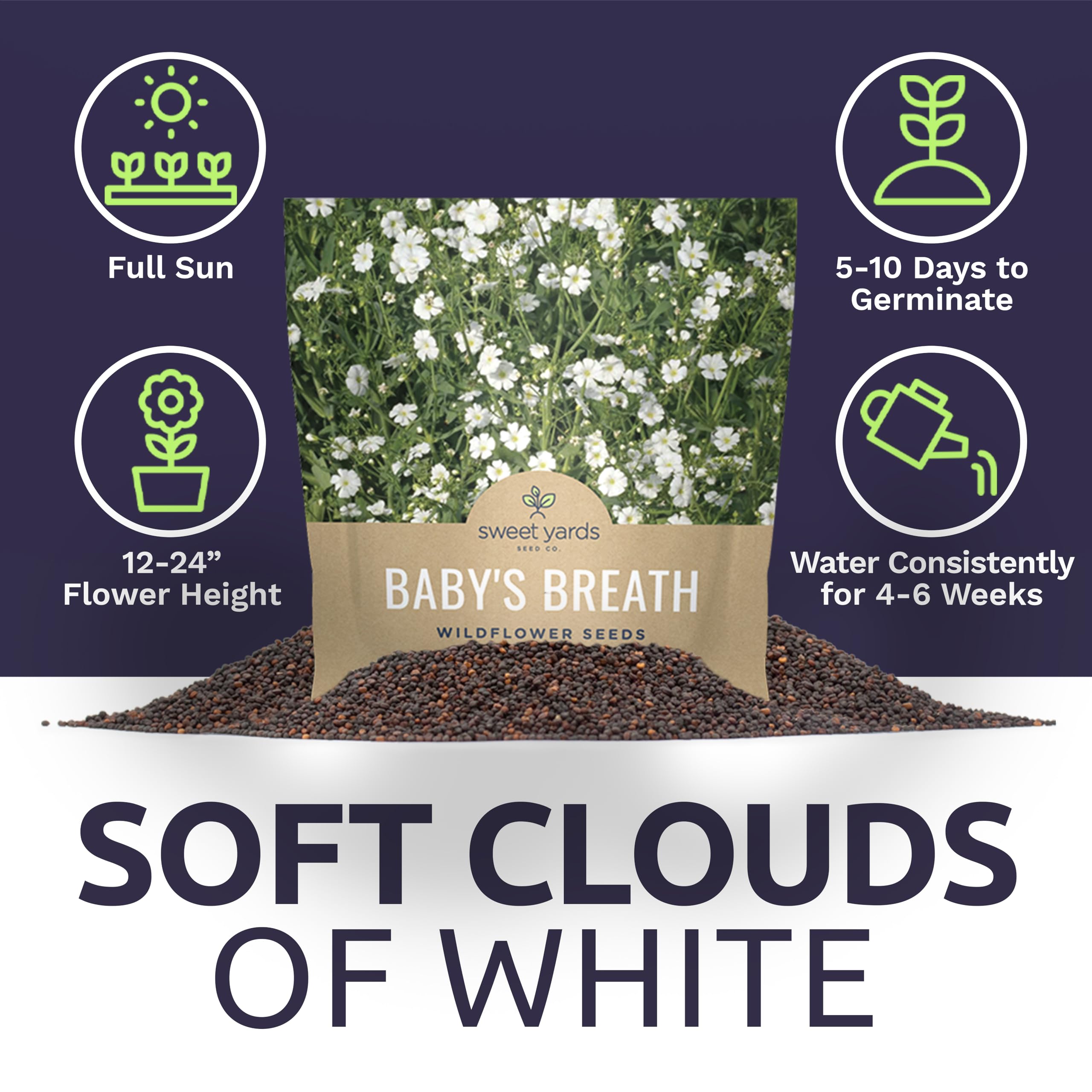 Fresh Baby's Breath blooms in white