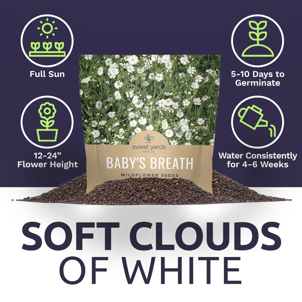 Fresh Baby's Breath blooms in white