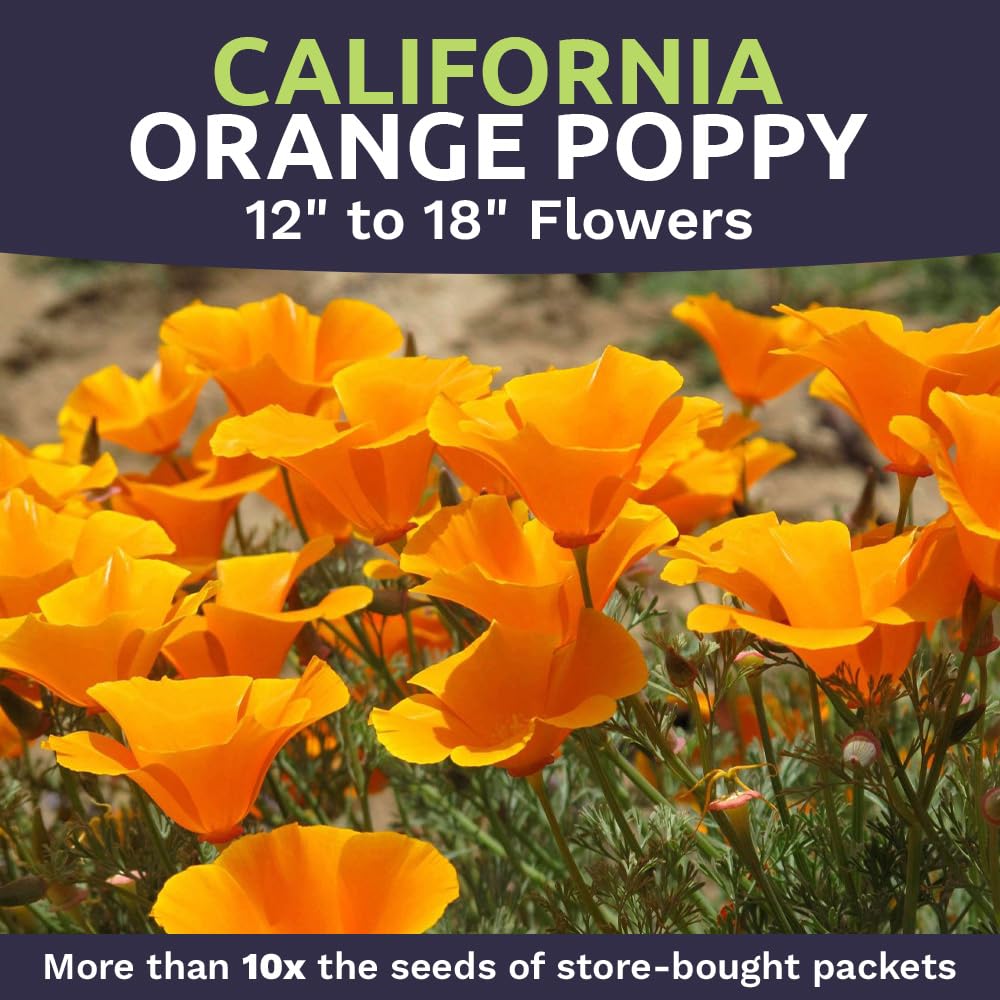 Fresh California Poppy plants in full bloom in a garden