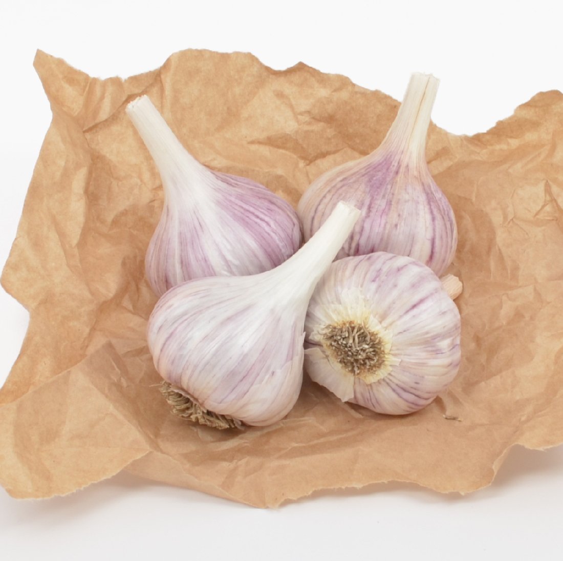 Fresh Garlic Chesnok Red Bulbs displayed in a garden setting