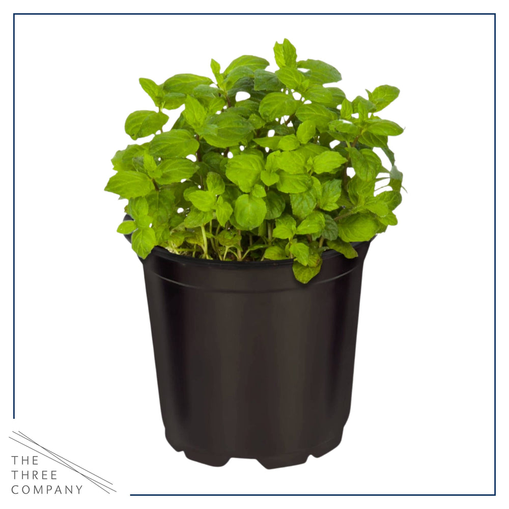 Fresh herbs in containers from The Three Company