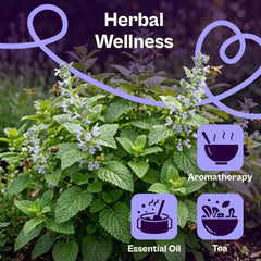 Fresh lemon balm leaves for culinary use