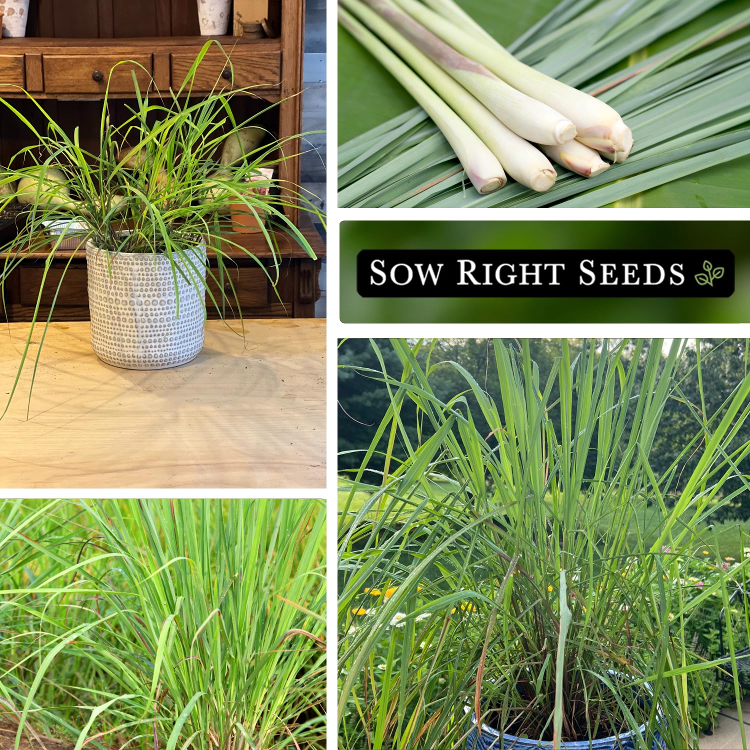 Fresh lemon grass stalks ready for harvest