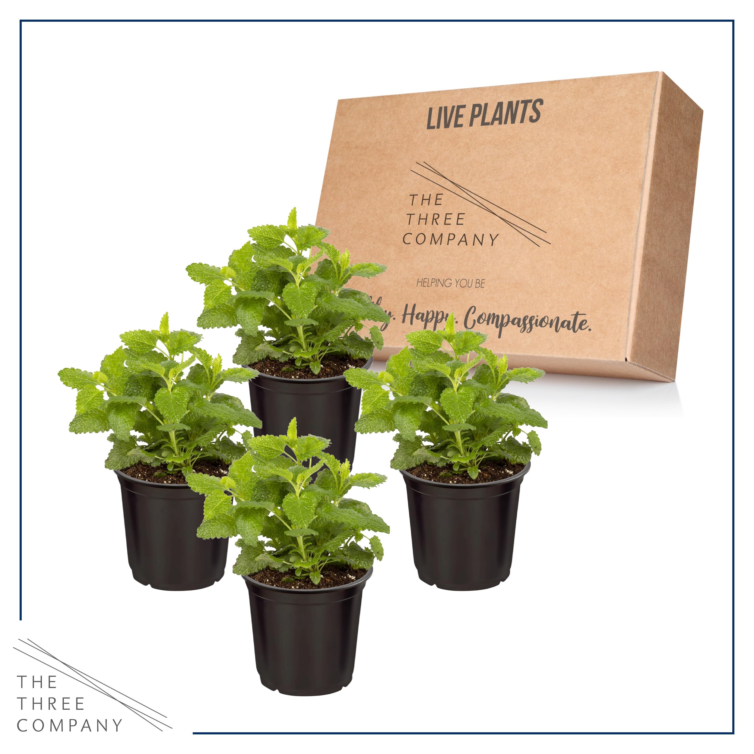 Fresh mint leaves harvested for culinary use