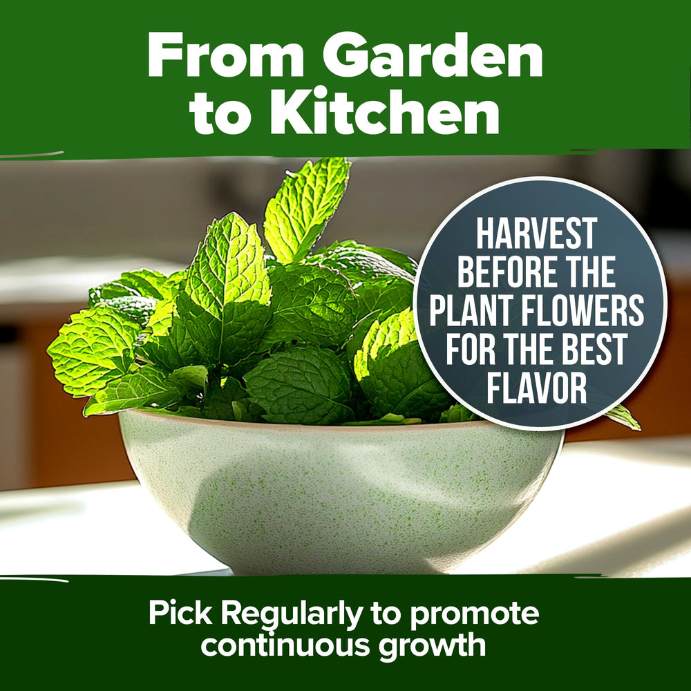 Fresh peppermint leaves in a tea preparation