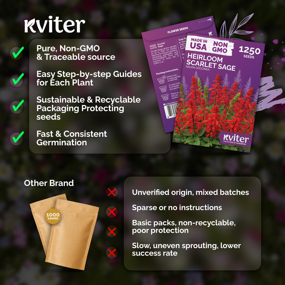 Freshly cut KVITER Scarlet Sage flowers in a vase
