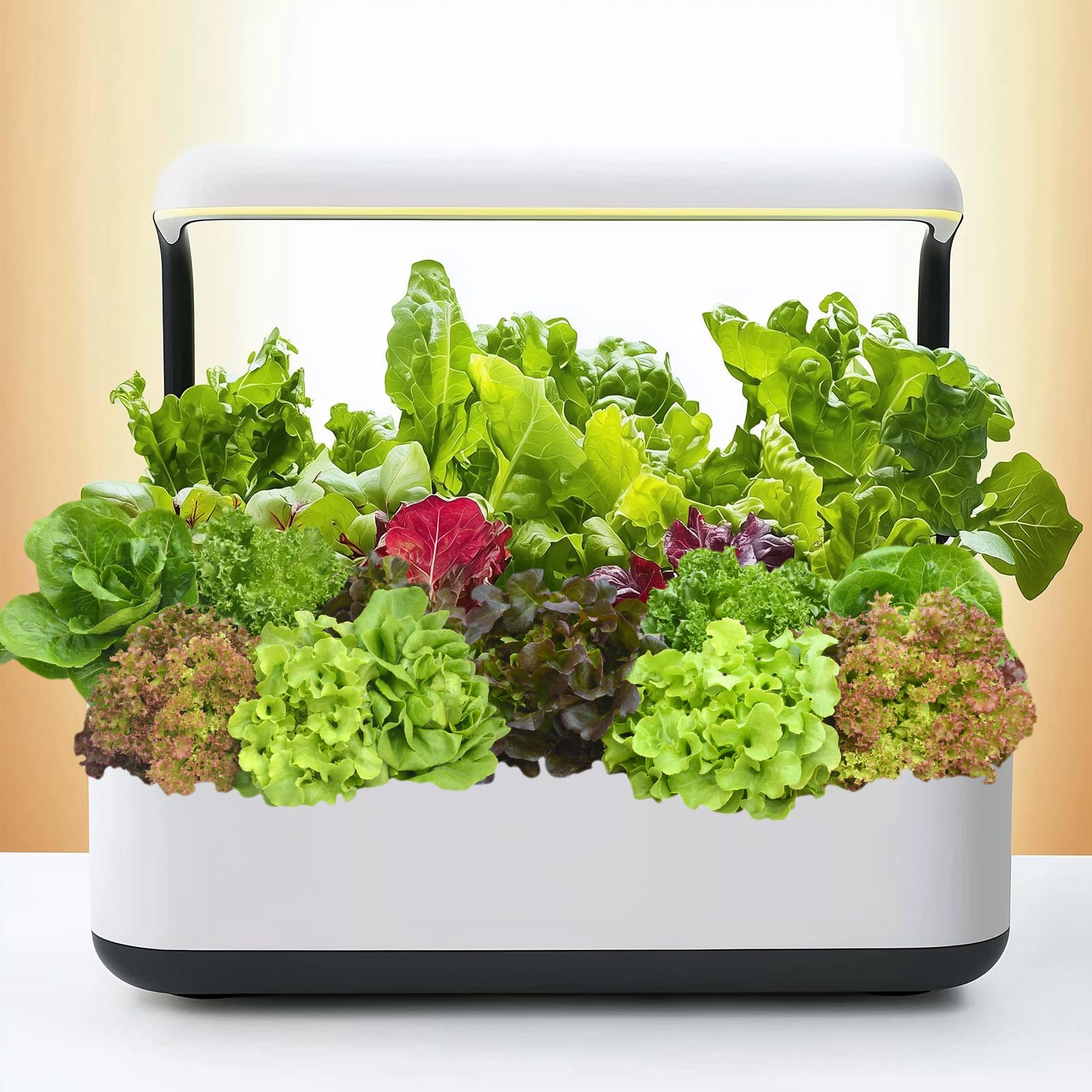 Freshly grown lettuce from Verdant Vigor seeds