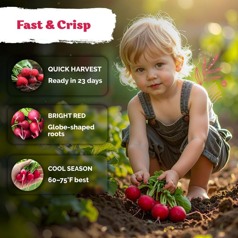 Freshly harvested Cherry Belle radishes on a wooden table