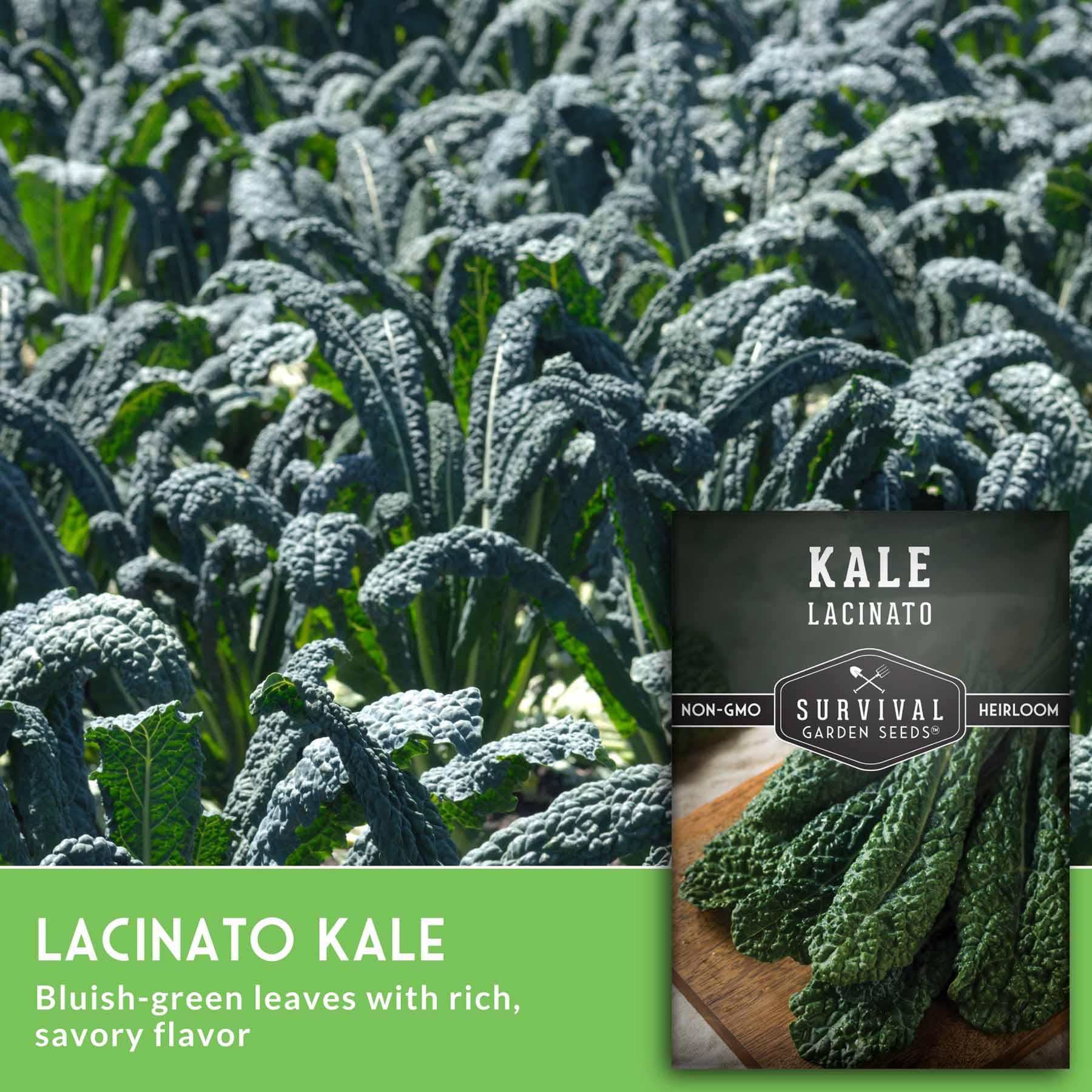 Freshly harvested Lacinato kale leaves on a kitchen counter