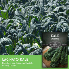 Freshly harvested Lacinato kale leaves on a kitchen counter
